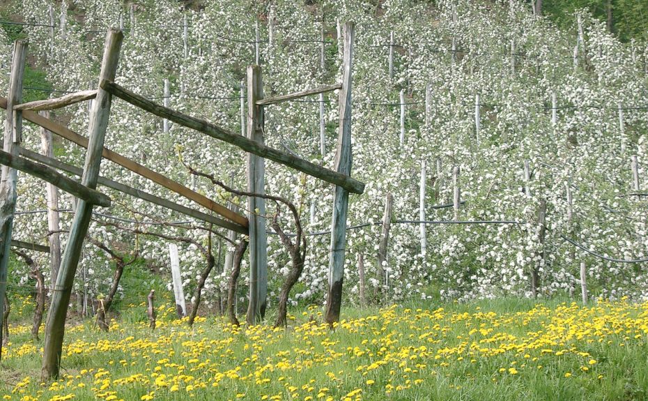 Wieserhof Andrian, landwirtschäftliche Nutzfläche