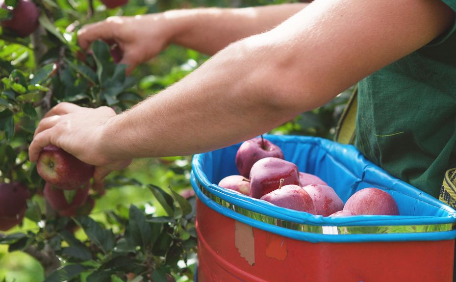 Ferienwohnungen, Südtirol, Obstbau