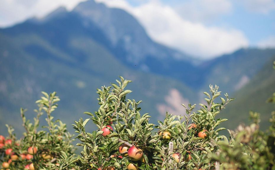 Alberi di mele mature con montagne sfocate sullo sfondo sotto un cielo nuvoloso
